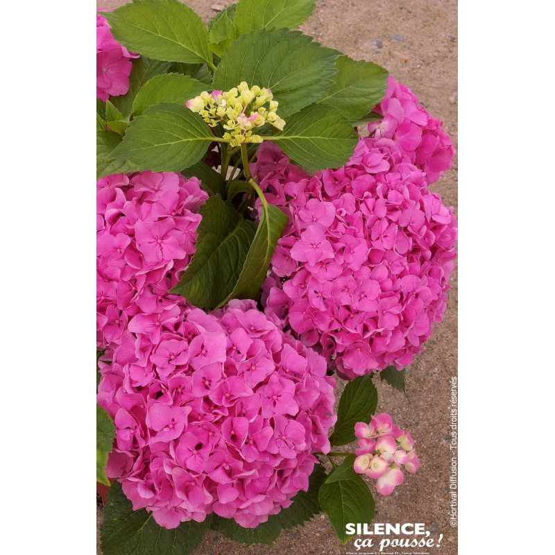 Hortensia Freudenstein 50cm Silence ca pousse de Plantes Silence ça pousse dans Plantes à petits fruits (kiwi, myrtilles, gro...
