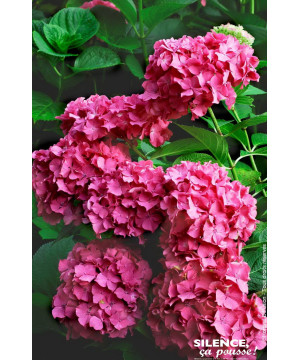 Hortensia Constellation 50cm Silence ca pousse de Plantes Silence ça pousse dans Plantes à petits fruits (kiwi, myrtilles, gr...