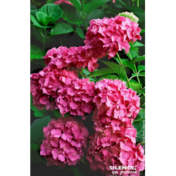 Hortensia Constellation 50cm Silence ca pousse de Plantes Silence ça pousse dans Plantes à petits fruits (kiwi, myrtilles, gr...
