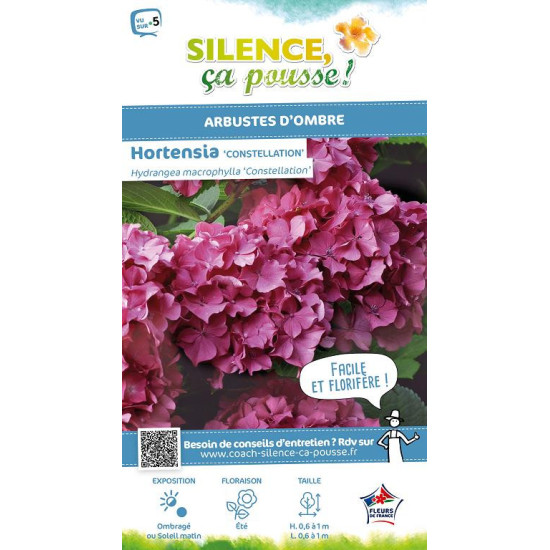 Hortensia Constellation 50cm Silence ca pousse de Plantes Silence ça pousse dans Plantes à petits fruits (kiwi, myrtilles, gr...