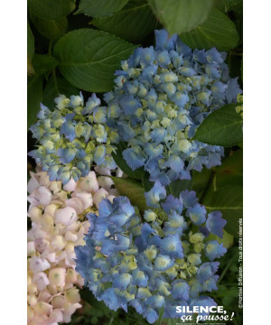 Hortensia Mathilda Gutges 50cm Silence ca pousse de Plantes Silence ça pousse dans Plantes à petits fruits (kiwi, myrtilles, ...