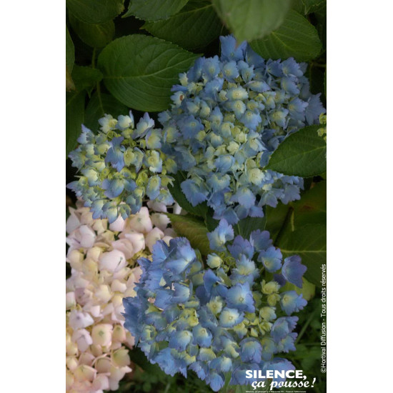 Hortensia Mathilda Gutges 50cm Silence ca pousse de Plantes Silence ça pousse dans Plantes à petits fruits (kiwi, myrtilles, ...