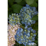Hortensia Mathilda Gutges 50cm Silence ca pousse de Plantes Silence ça pousse dans Plantes à petits fruits (kiwi, myrtilles, ...