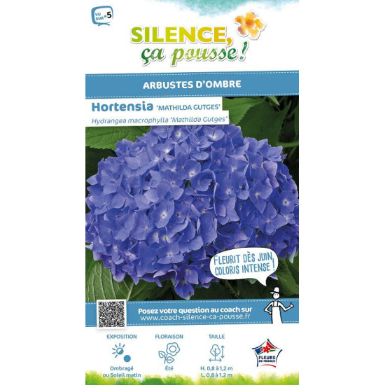 Hortensia Mathilda Gutges 50cm Silence ca pousse de Plantes Silence ça pousse dans Plantes à petits fruits (kiwi, myrtilles, ...