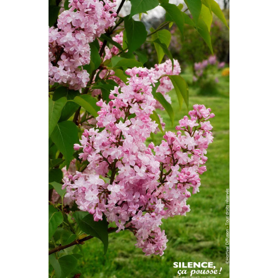 Lilas commum Zhemchuzhina 100cm de Plantes Silence ça pousse dans Arbustes caducs en livraison