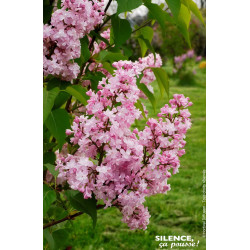 Lilas commum Zhemchuzhina 100cm de Plantes Silence ça pousse dans Arbustes caducs en livraison