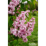 Lilas commum Zhemchuzhina 100cm de Plantes Silence ça pousse dans Arbustes caducs en livraison