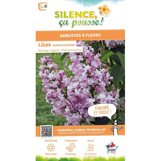 Lilas commum Zhemchuzhina 100cm de Plantes Silence ça pousse dans Arbustes caducs en livraison