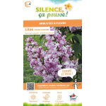 Lilas commum Zhemchuzhina 100cm de Plantes Silence ça pousse dans Arbustes caducs en livraison