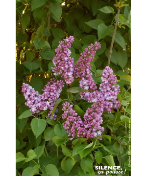 Lilas commun Belle de Nancy 100cm de Plantes Silence ça pousse dans Arbustes caducs en livraison