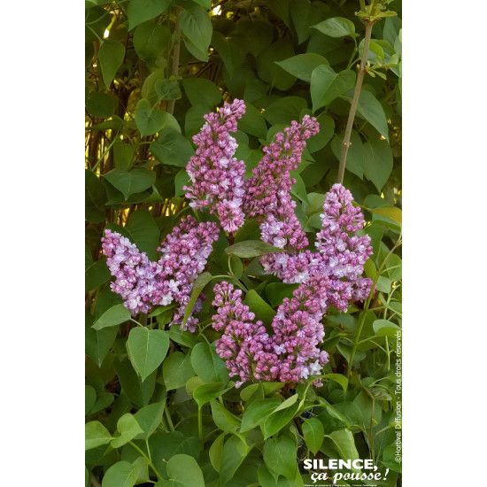 Lilas commun Belle de Nancy 100cm de Plantes Silence ça pousse dans Arbustes caducs en livraison