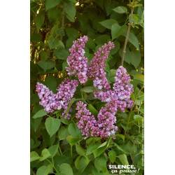 Lilas commun Belle de Nancy 100cm de Plantes Silence ça pousse dans Arbustes caducs en livraison