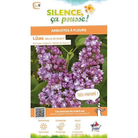 Lilas commun Belle de Nancy 100cm de Plantes Silence ça pousse dans Arbustes caducs en livraison