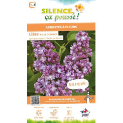 Lilas commun Belle de Nancy 100cm de Plantes Silence ça pousse dans Arbustes caducs en livraison