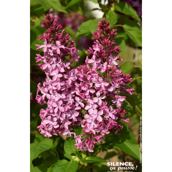 Lilas commun Princesse Sturdza 100cm de Plantes Silence ça pousse dans Arbustes caducs en livraison
