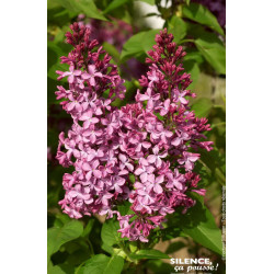 Lilas commun Princesse Sturdza 100cm de Plantes Silence ça pousse dans Arbustes caducs en livraison