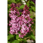 Lilas commun Princesse Sturdza 100cm de Plantes Silence ça pousse dans Arbustes caducs en livraison