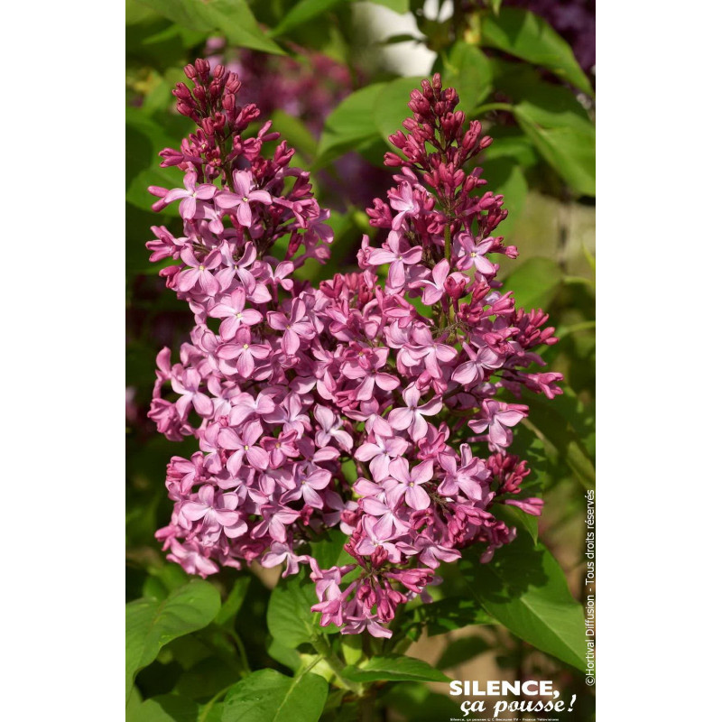 Lilas commun Princesse Sturdza 100cm de Plantes Silence ça pousse dans Arbustes caducs en livraison