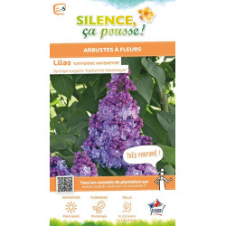 Lilas commun Katherine Havemeyer 100cm de Plantes Silence ça pousse dans Arbustes caducs en livraison