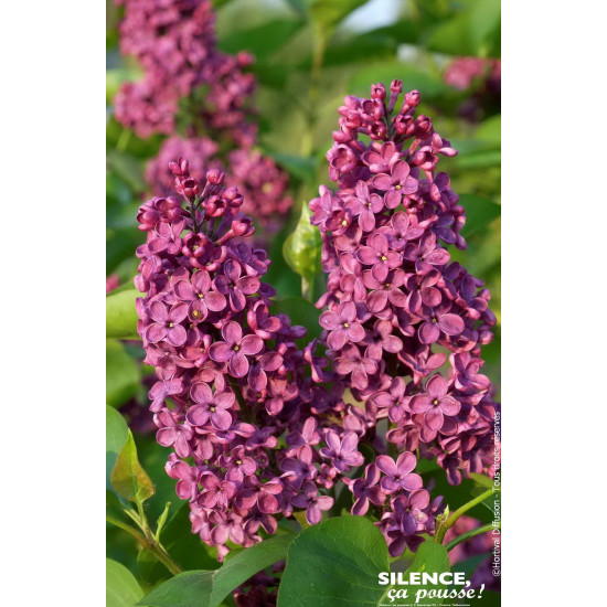 Lilas commun Souvenir de Louis Spaeth 100cm de Plantes Silence ça pousse dans Arbustes caducs en livraison