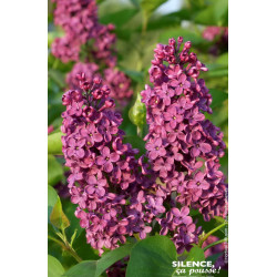 Lilas commun Souvenir de Louis Spaeth 100cm de Plantes Silence ça pousse dans Arbustes caducs en livraison