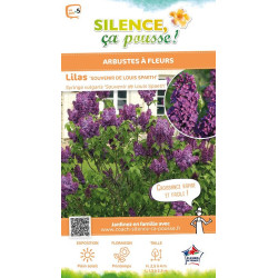 Lilas commun Souvenir de Louis Spaeth 100cm de Plantes Silence ça pousse dans Arbustes caducs en livraison