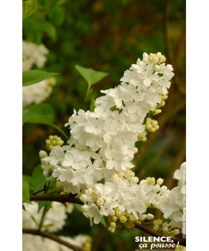 Lilas commun Primrose 100cm Silence ca pousse de Plantes Silence ça pousse dans Arbustes caducs en livraison