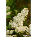 Lilas commun Primrose 100cm Silence ca pousse de Plantes Silence ça pousse dans Arbustes caducs en livraison