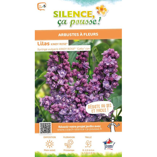 Lilas commun KINDY ROSE 100cm Silence ca pousse de Plantes Silence ça pousse dans Arbustes caducs en livraison