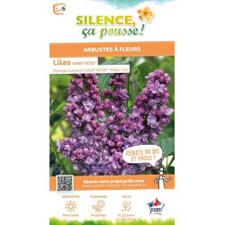 Lilas commun KINDY ROSE 100cm Silence ca pousse de Plantes Silence ça pousse dans Arbustes caducs en livraison