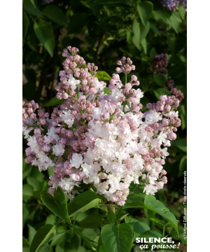 Lilas commun Belle MoscouKrasavitsa Moskvy 100 de Plantes Silence ça pousse dans Arbustes caducs en livraison