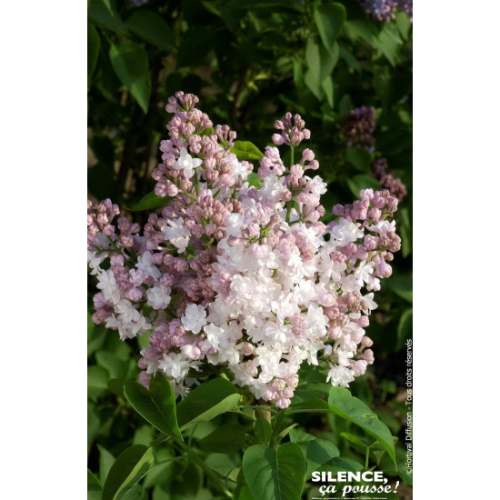 Lilas commun Belle MoscouKrasavitsa Moskvy 100 de Plantes Silence ça pousse dans Arbustes caducs en livraison