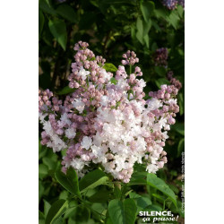 Lilas commun Belle MoscouKrasavitsa Moskvy 100 de Plantes Silence ça pousse dans Arbustes caducs en livraison