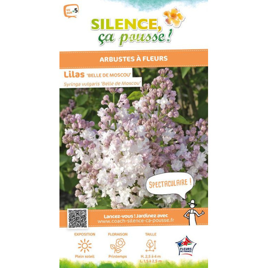 Lilas commun Belle MoscouKrasavitsa Moskvy 100 de Plantes Silence ça pousse dans Arbustes caducs en livraison
