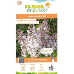 Lilas commun Belle MoscouKrasavitsa Moskvy 100 de Plantes Silence ça pousse dans Arbustes caducs en livraison