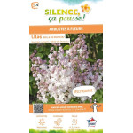 Lilas commun Belle MoscouKrasavitsa Moskvy 100 de Plantes Silence ça pousse dans Arbustes caducs en livraison