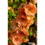CHAENOMELES SUP,CAMEO C4,5 TF/BU 3TU de Plantes Silence ça pousse dans Arbustes caducs en livraison