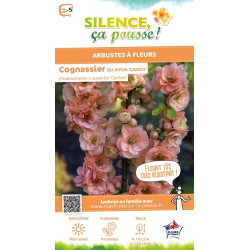 CHAENOMELES SUP,CAMEO C4,5 TF/BU 3TU de Plantes Silence ça pousse dans Arbustes caducs en livraison