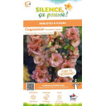CHAENOMELES SUP,CAMEO C4,5 TF/BU 3TU de Plantes Silence ça pousse dans Arbustes caducs en livraison
