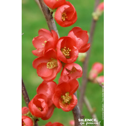 CHAENOMELES SP,RUBRA C4,5 TF/BU 3TU de Plantes Silence ça pousse dans Arbustes caducs en livraison
