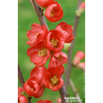 CHAENOMELES SP,RUBRA C4,5 TF/BU 3TU de Plantes Silence ça pousse dans Arbustes caducs en livraison