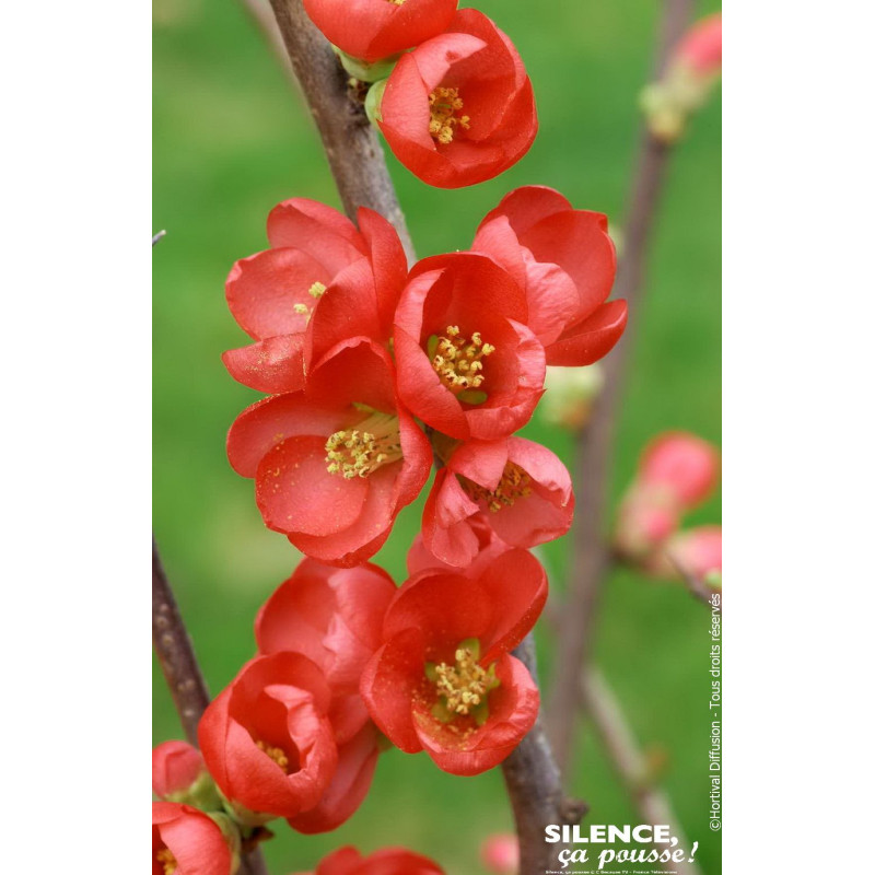 CHAENOMELES SP,RUBRA C4,5 TF/BU 3TU de Plantes Silence ça pousse dans Arbustes caducs en livraison