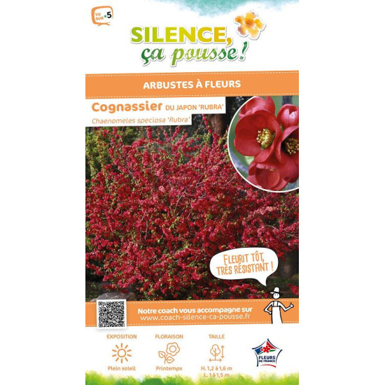 CHAENOMELES SP,RUBRA C4,5 TF/BU 3TU de Plantes Silence ça pousse dans Arbustes caducs en livraison