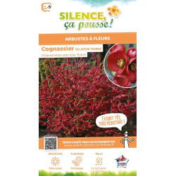 CHAENOMELES SP,RUBRA C4,5 TF/BU 3TU de Plantes Silence ça pousse dans Arbustes caducs en livraison