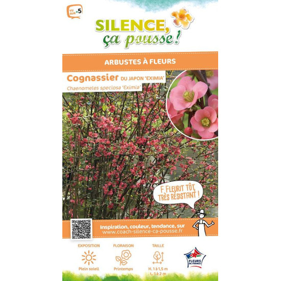 Cognassier du Japon Eximia 100cm de Plantes Silence ça pousse dans Arbustes caducs en livraison