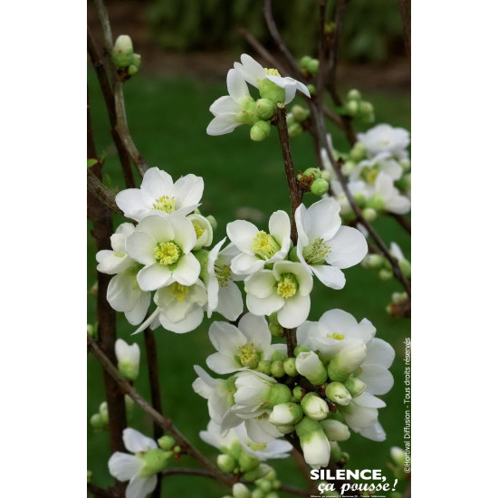 CHAENOMELES SP,NIVALIS C4,5 TF/BU 3TU de Plantes Silence ça pousse dans Arbustes caducs en livraison