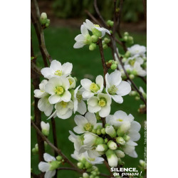 CHAENOMELES SP,NIVALIS C4,5 TF/BU 3TU de Plantes Silence ça pousse dans Arbustes caducs en livraison