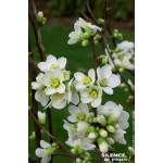 CHAENOMELES SP,NIVALIS C4,5 TF/BU 3TU de Plantes Silence ça pousse dans Arbustes caducs en livraison