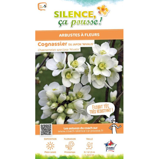 CHAENOMELES SP,NIVALIS C4,5 TF/BU 3TU de Plantes Silence ça pousse dans Arbustes caducs en livraison