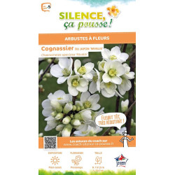 CHAENOMELES SP,NIVALIS C4,5 TF/BU 3TU de Plantes Silence ça pousse dans Arbustes caducs en livraison